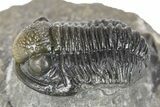 Curled Gerastos Trilobite Fossil - Morocco #277664-1